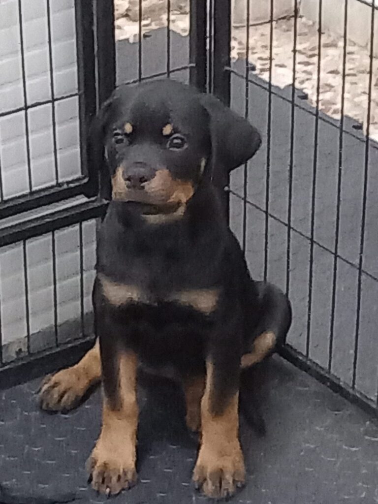 Cuccioli Rottweiler