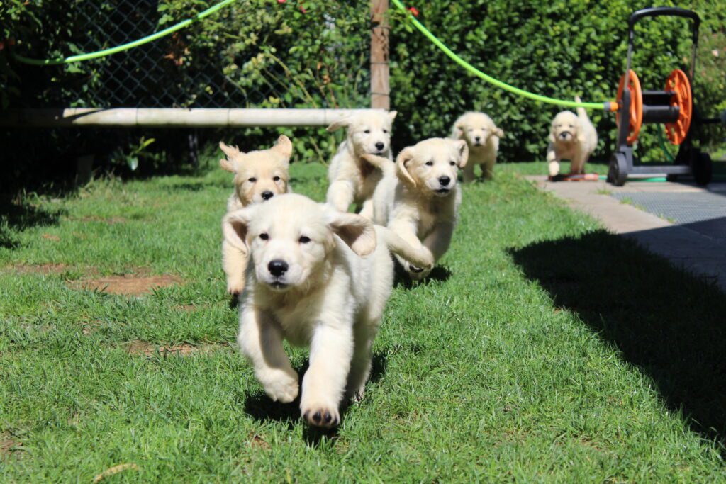 Cuccioli Golden Retriever
