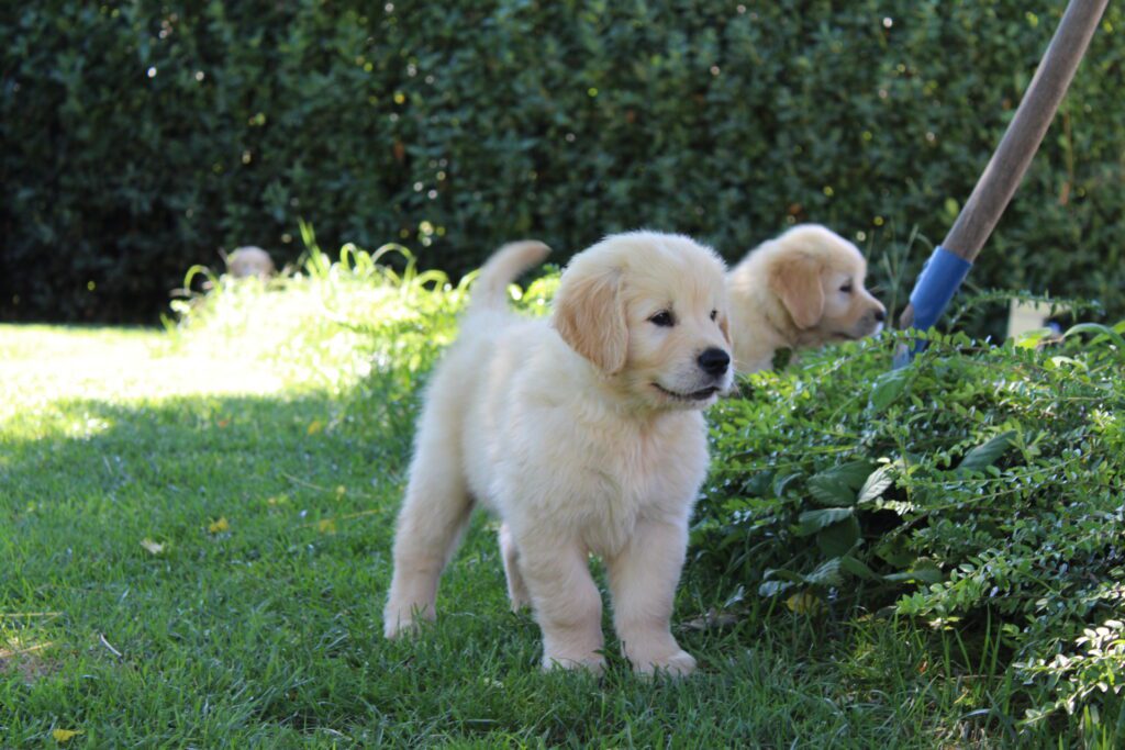 Cuccioli Golden Retriever