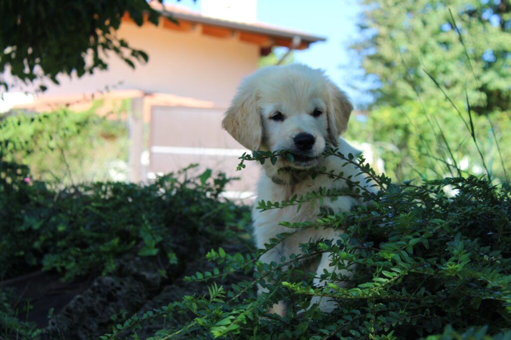 Cuccioli Golden Retriever