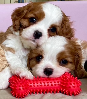 Cuccioli di Cavalier King Selezionati