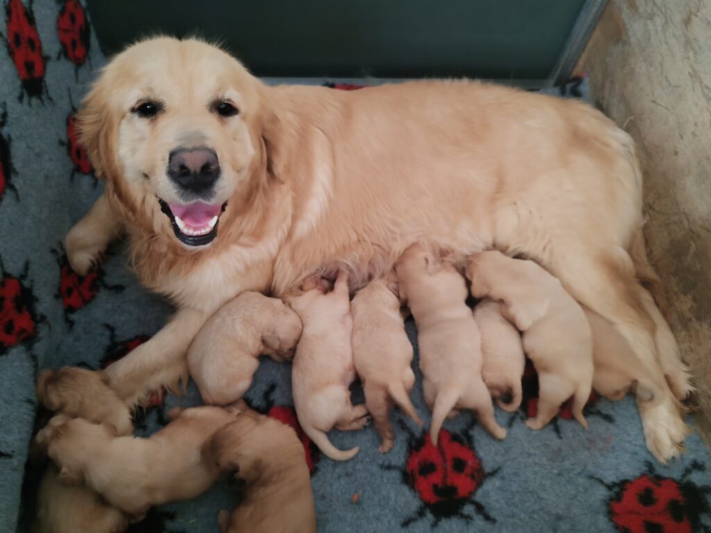 GOLDEN RETRIEVER CUCCIOLI CON PEDIGREE ENCI E TEST GENETICI