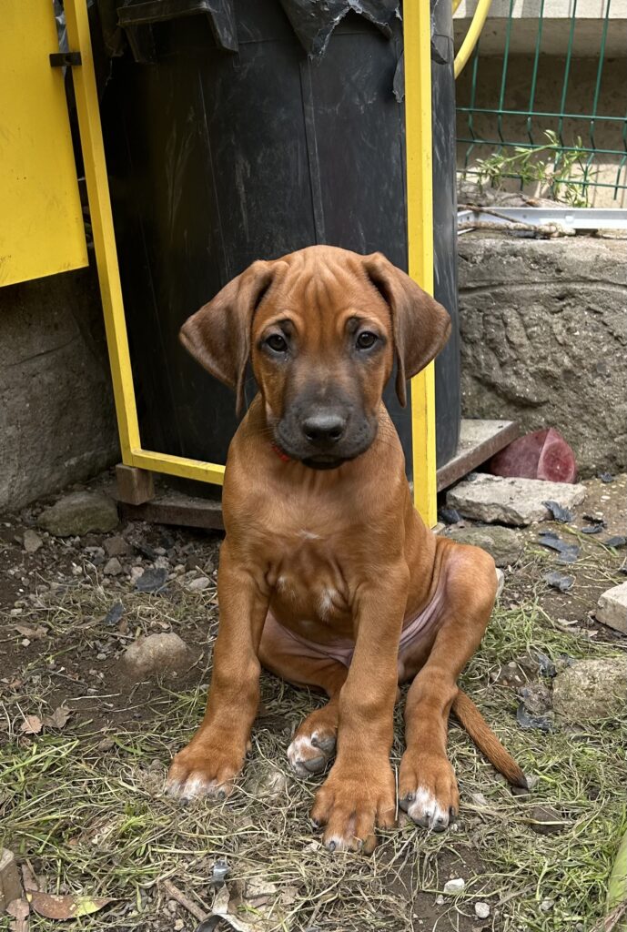 RHODESIAN RIDGEBACK CUCCIOLI DISPONIBILI ROMA