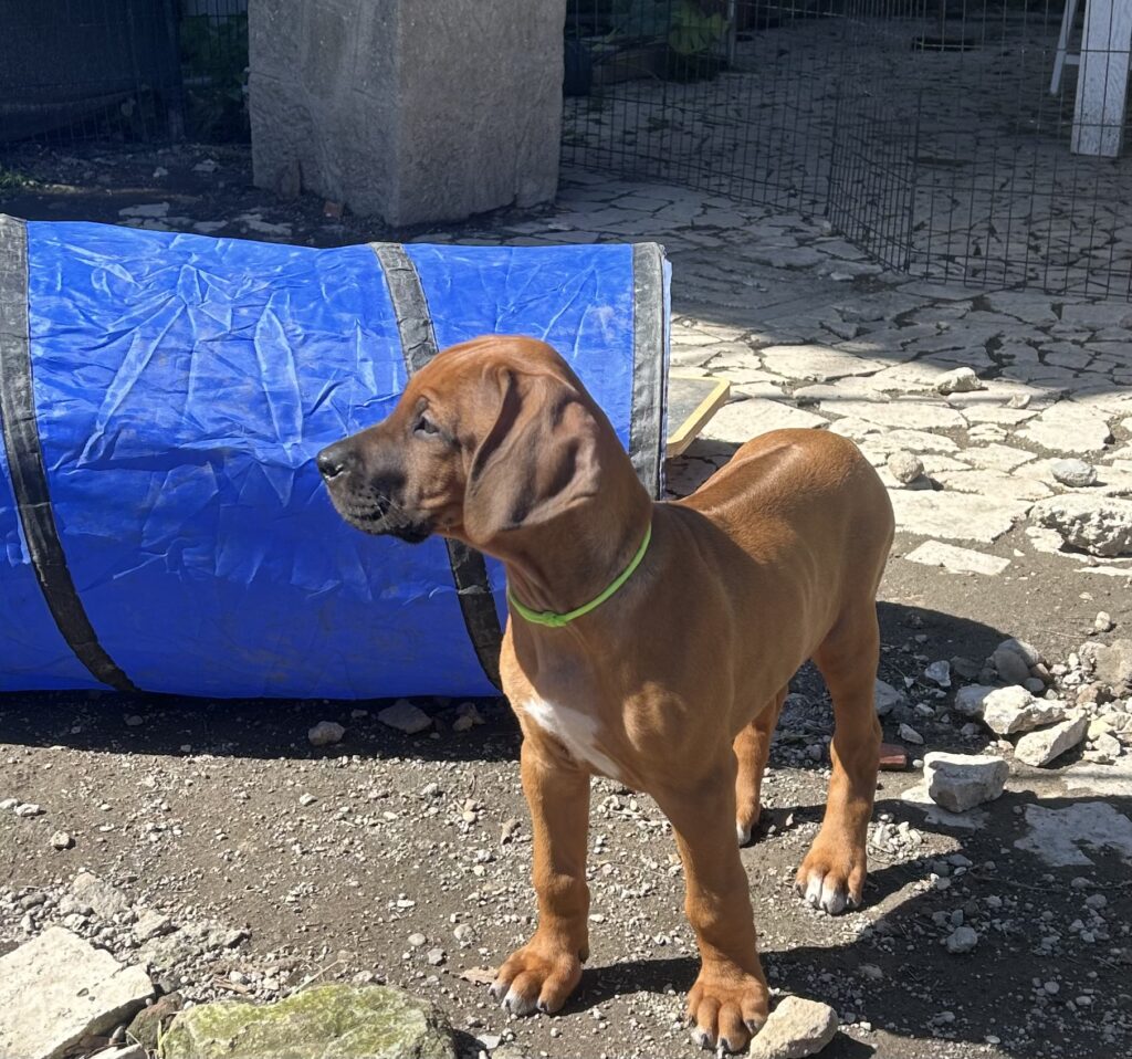 RHODESIAN RIDGEBACK CUCCIOLI DISPONIBILI ROMA