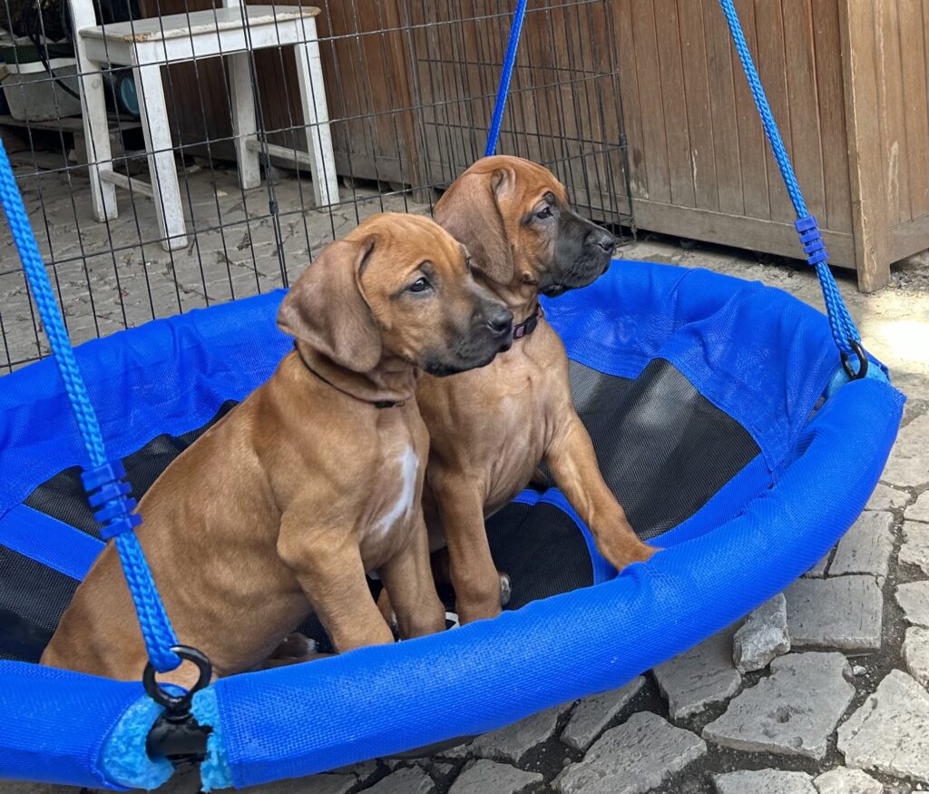 RHODESIAN RIDGEBACK CUCCIOLI DISPONIBILI ROMA
