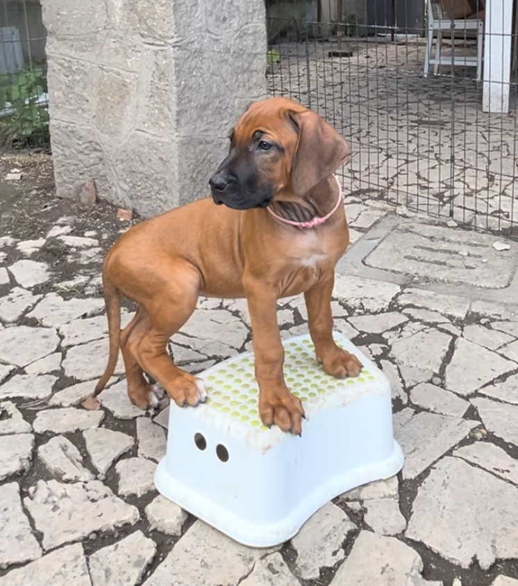 RHODESIAN RIDGEBACK CUCCIOLI DISPONIBILI ROMA