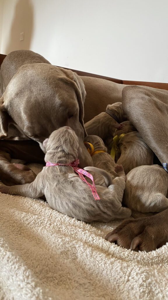 Cuccioli di Weimaraner