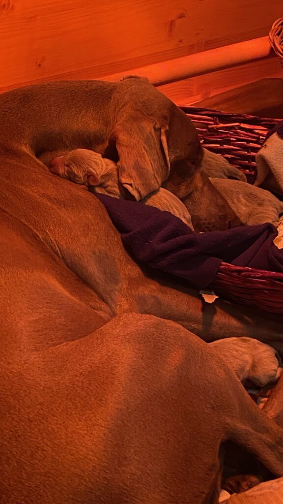 Cuccioli di Weimaraner