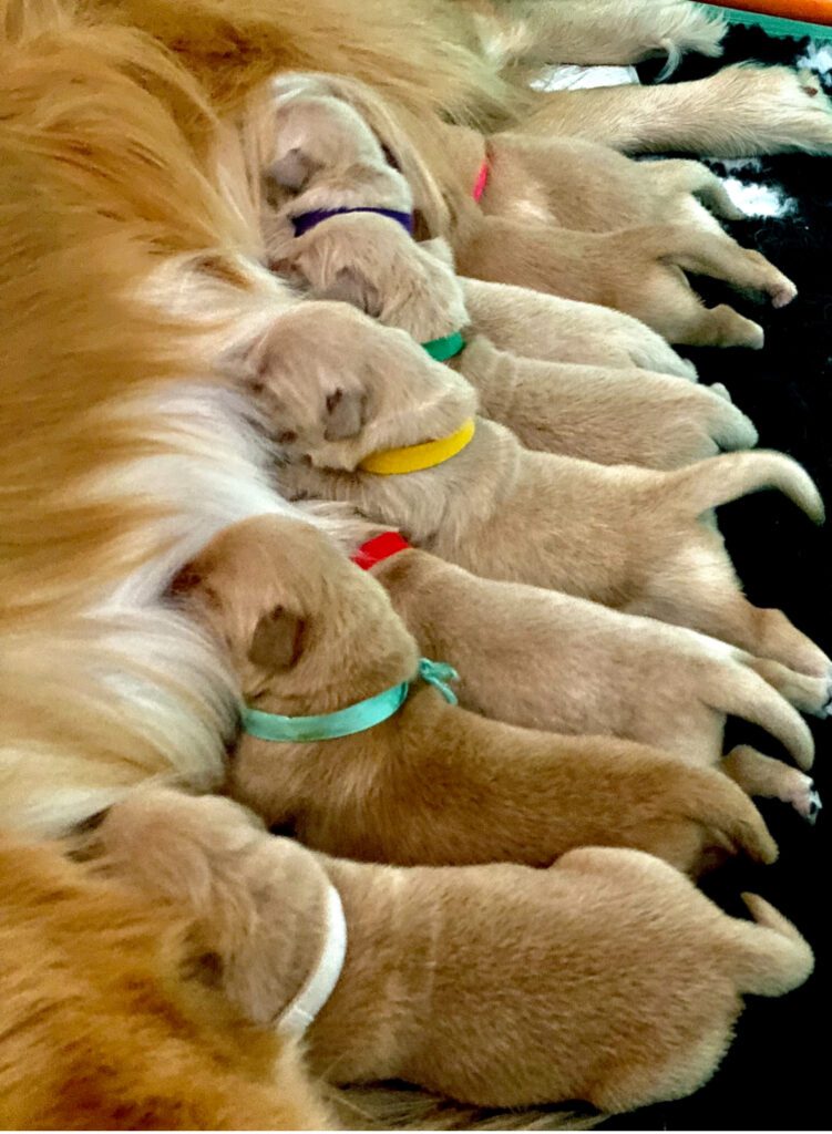 Cuccioli Golden Retriever Americani 100%