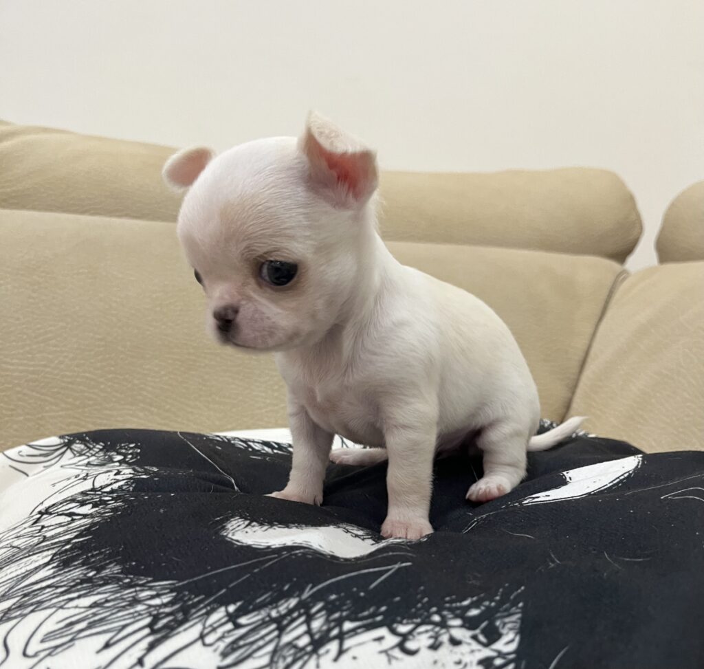 Chihuahua con pedigree