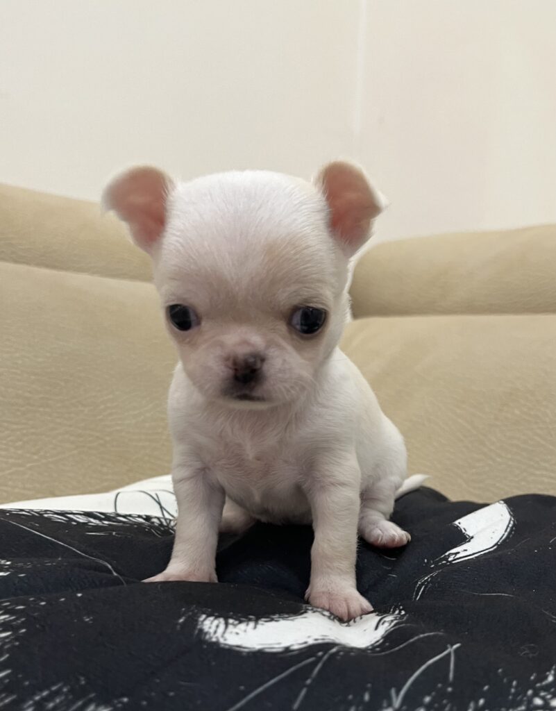 Chihuahua con pedigree