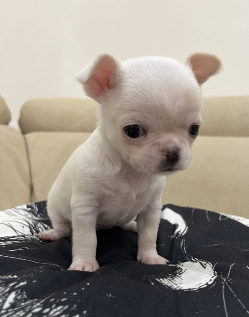 Chihuahua con pedigree