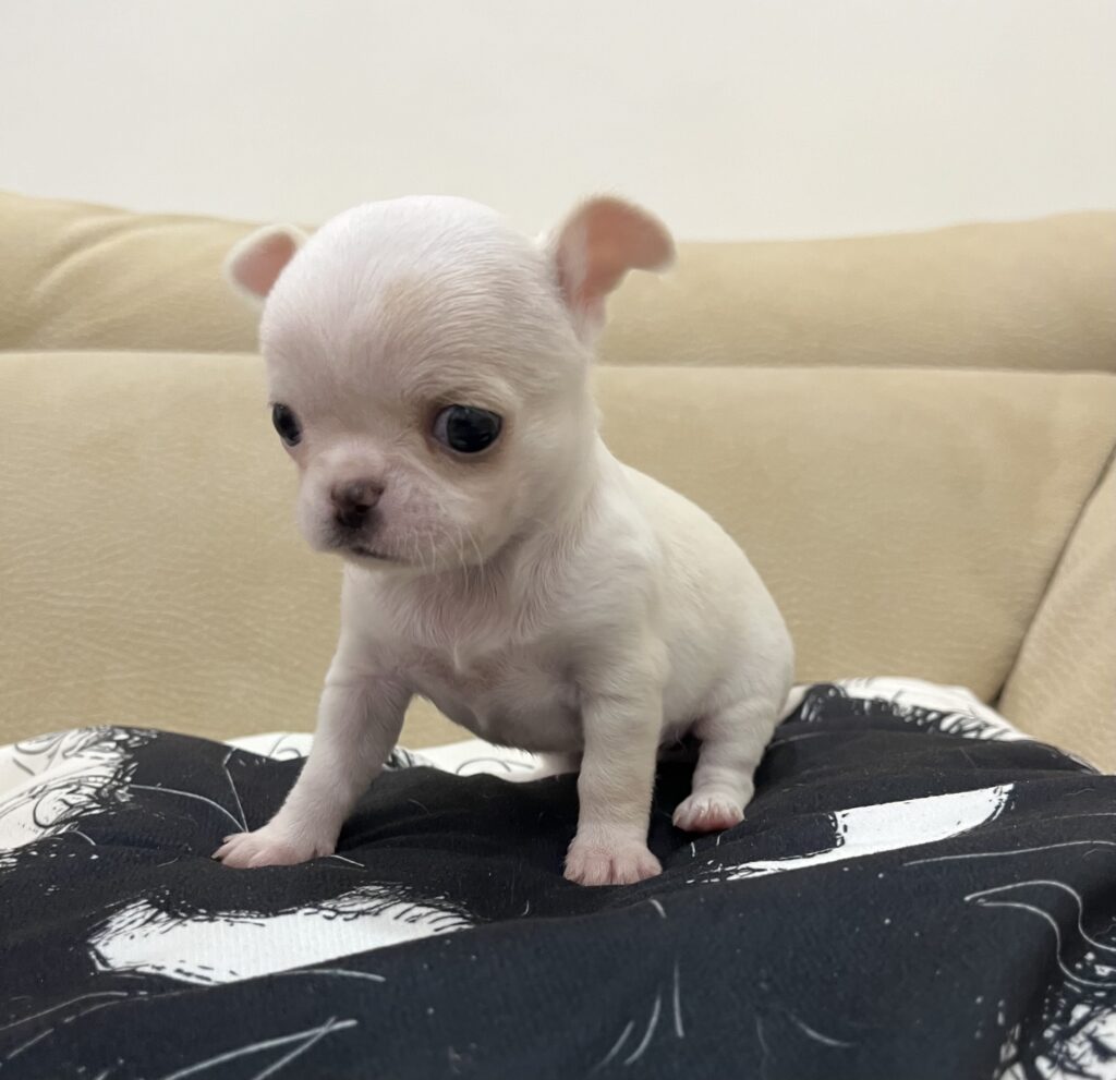 Chihuahua con pedigree