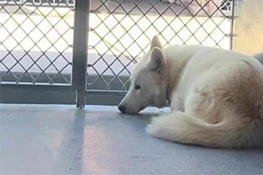 Era il cane più chiuso in sé stesso del rifugio: la rinascita di Ghost