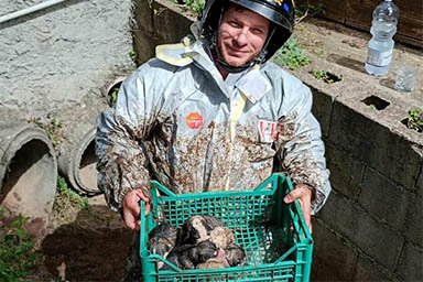 Cagnolina partorisce i suoi cuccioli in un tubo di scarico: salvati dai Vigili del fuoco