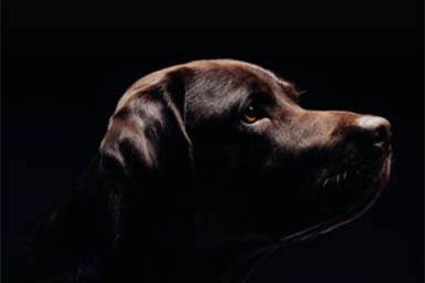 Carabinieri salvano cane al buio senza acqua e cibo