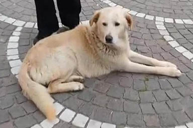 Max, il cane ritrovato dopo 5 anni di fronte a una chiesa