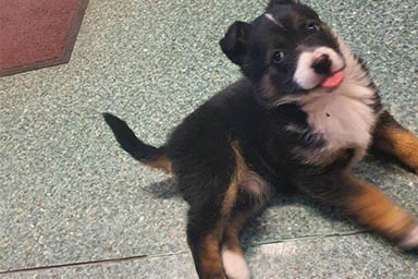 Cucciolo abbandonato in una foresta, autista di bus lo salva