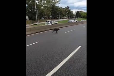 Cane bloccato in autostrada: motociclista e automobiliste lo salvano