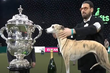 Crufts Show, vince Miuccia: è la prima volta per un cane italiano