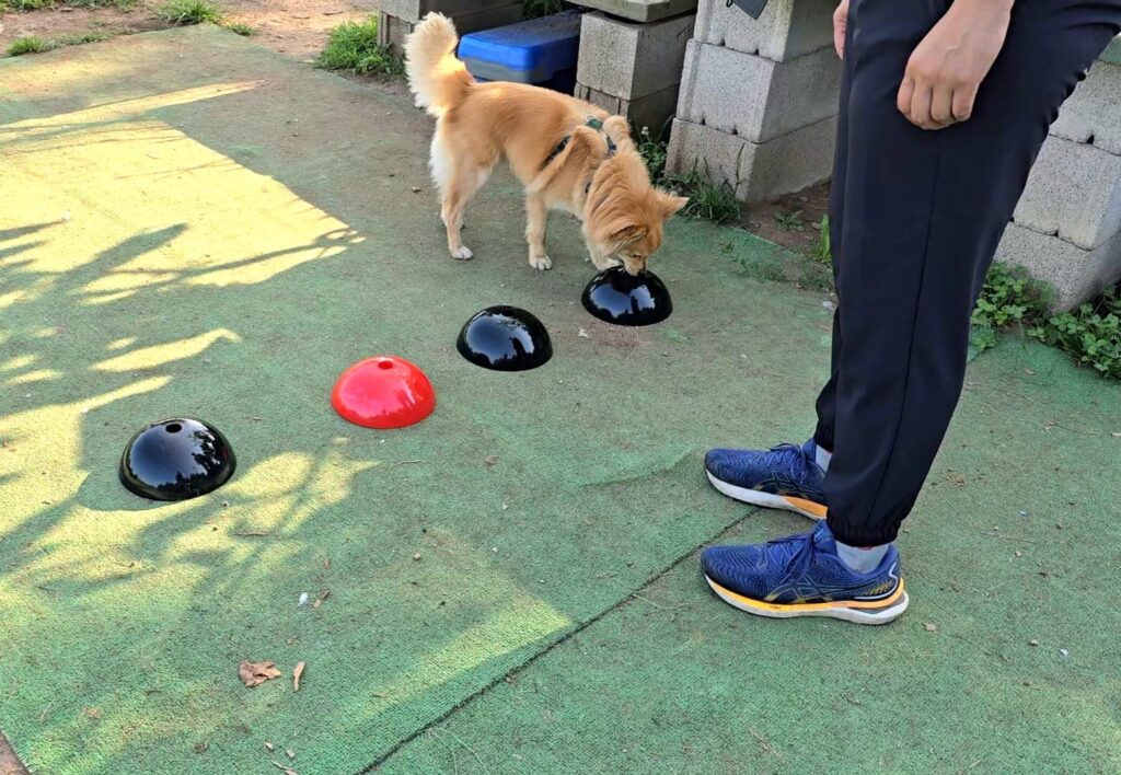 Centro Cinofilo Bolzano SOC. COOP. SOC.