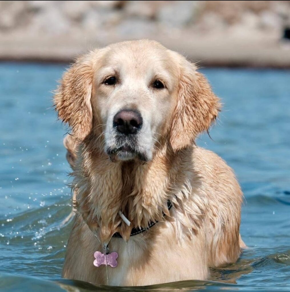 Cuccioli golden retriever