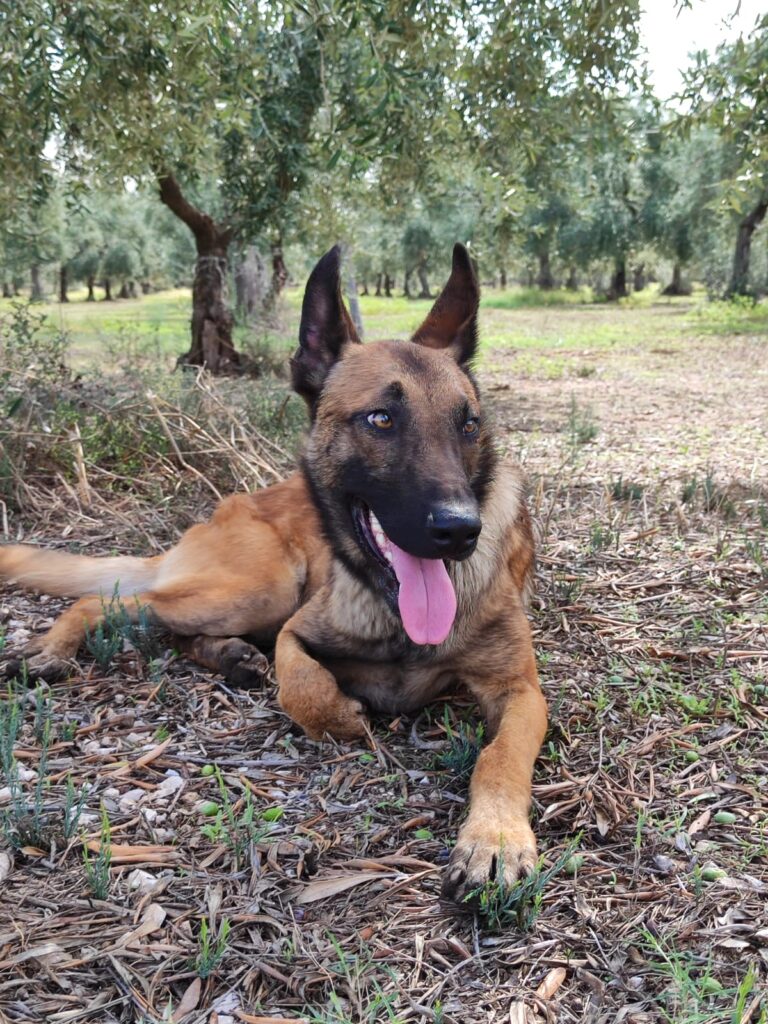 Cuccioli Pastore Belga Malinois in Basilicata Potenza Matera