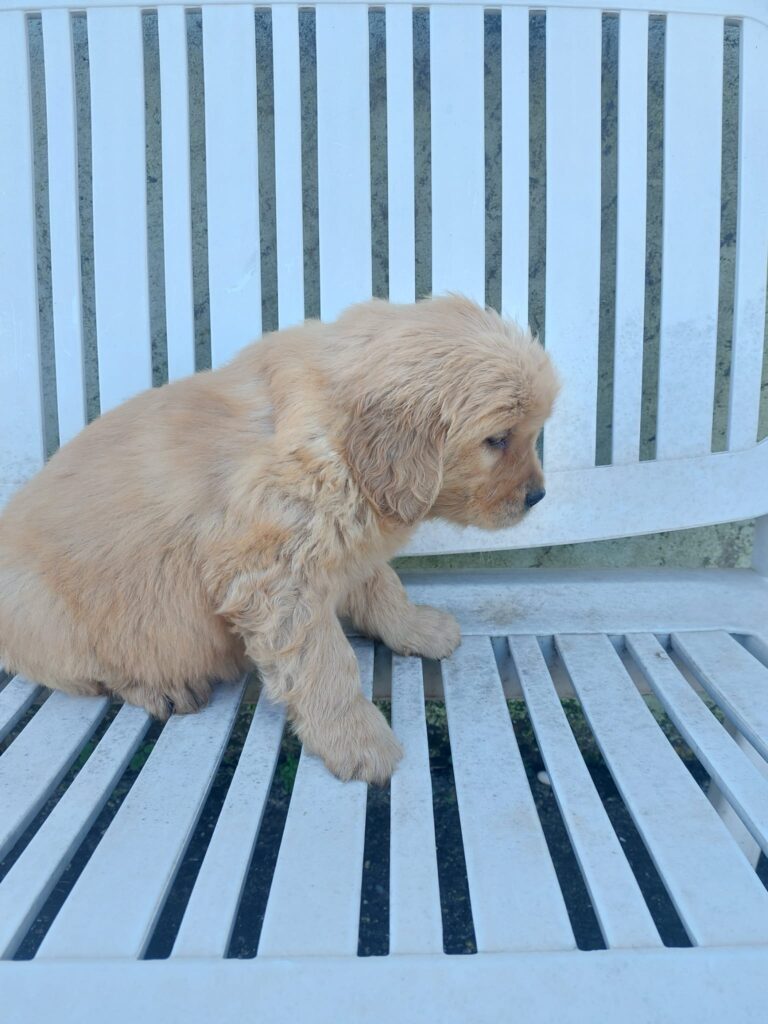 Cuccioli di Golden Retriever americano