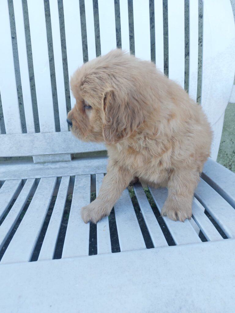 Cuccioli di Golden Retriever americano