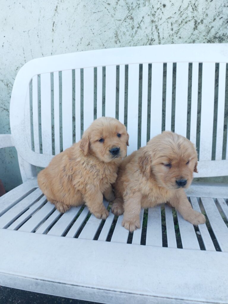 Cuccioli di Golden Retriever americano