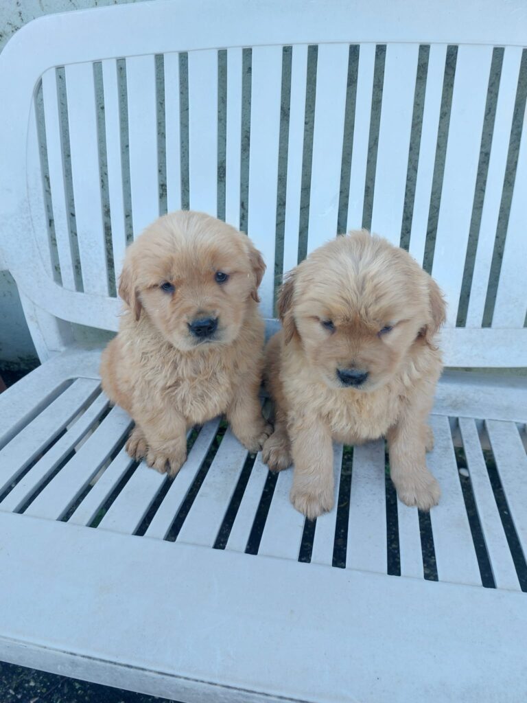 Cuccioli di Golden Retriever americano