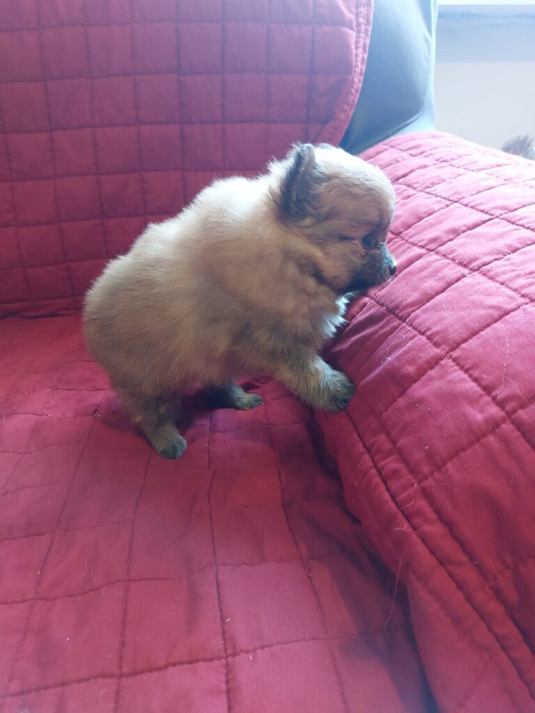 Cuccioli di volpino di Pomerania