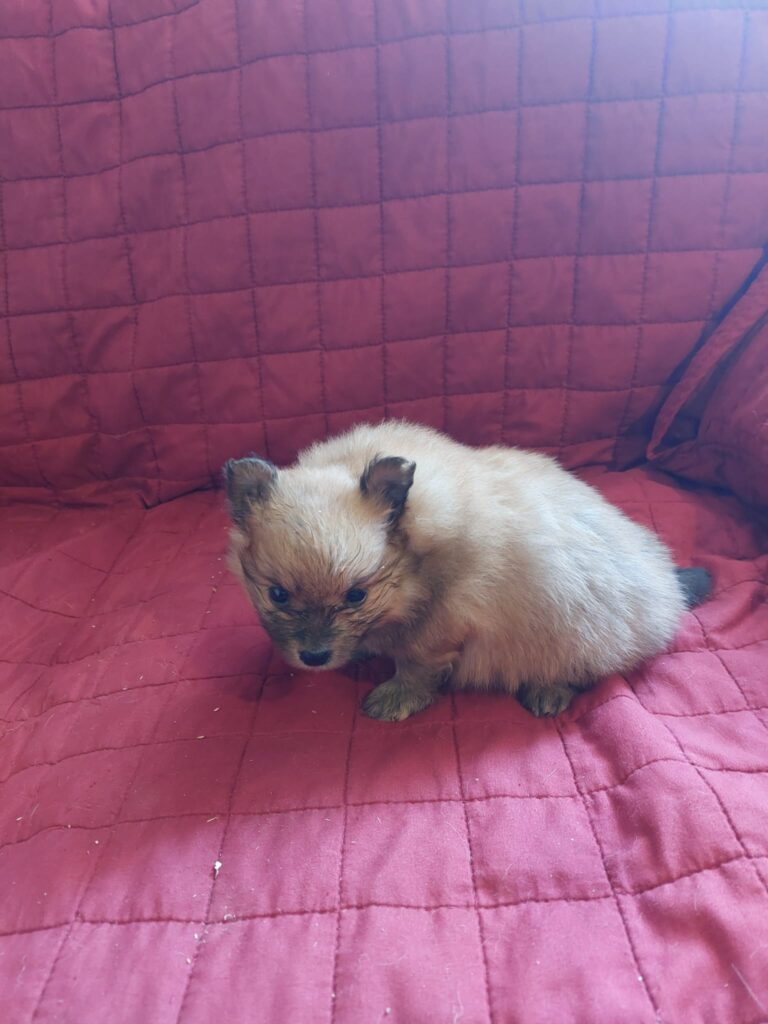 Cuccioli di volpino di Pomerania