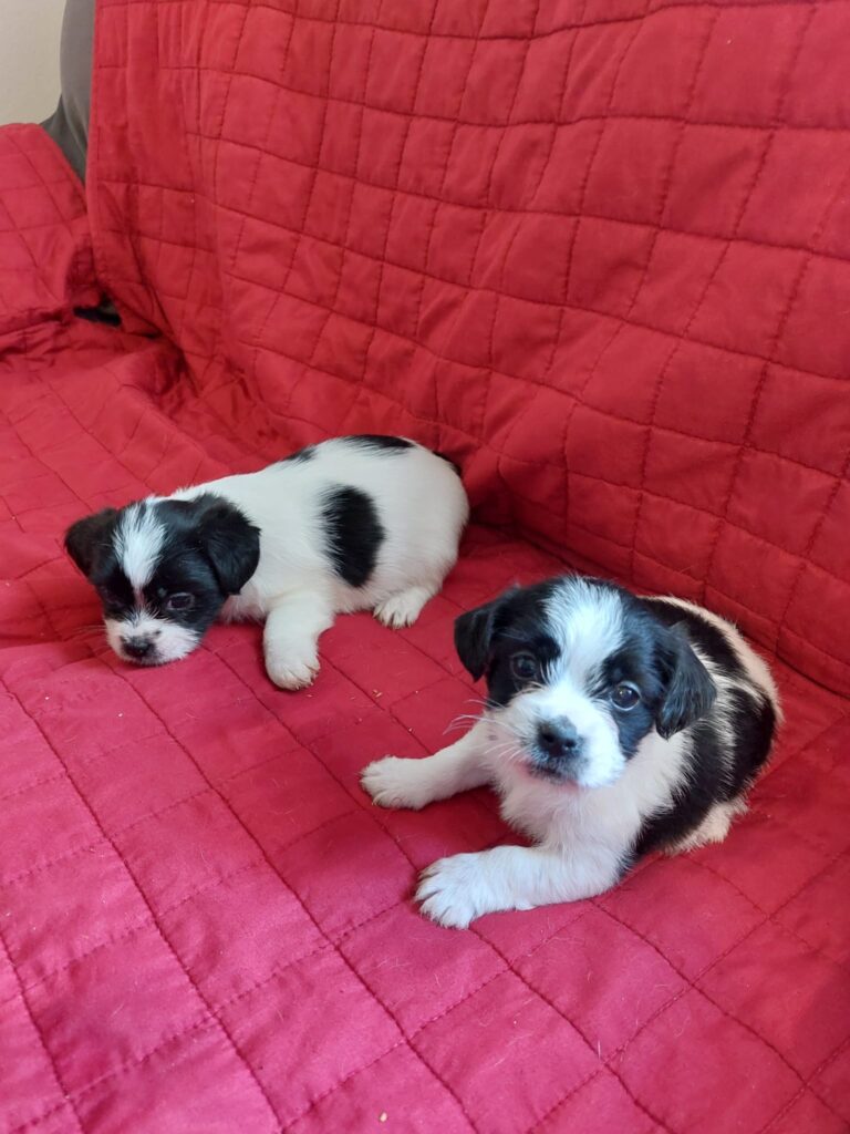 Cuccioli di Jack Russel