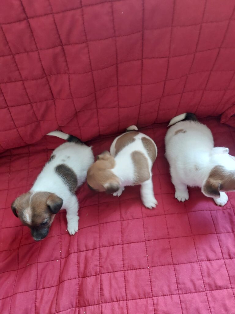 Cuccioli di Jack Russel