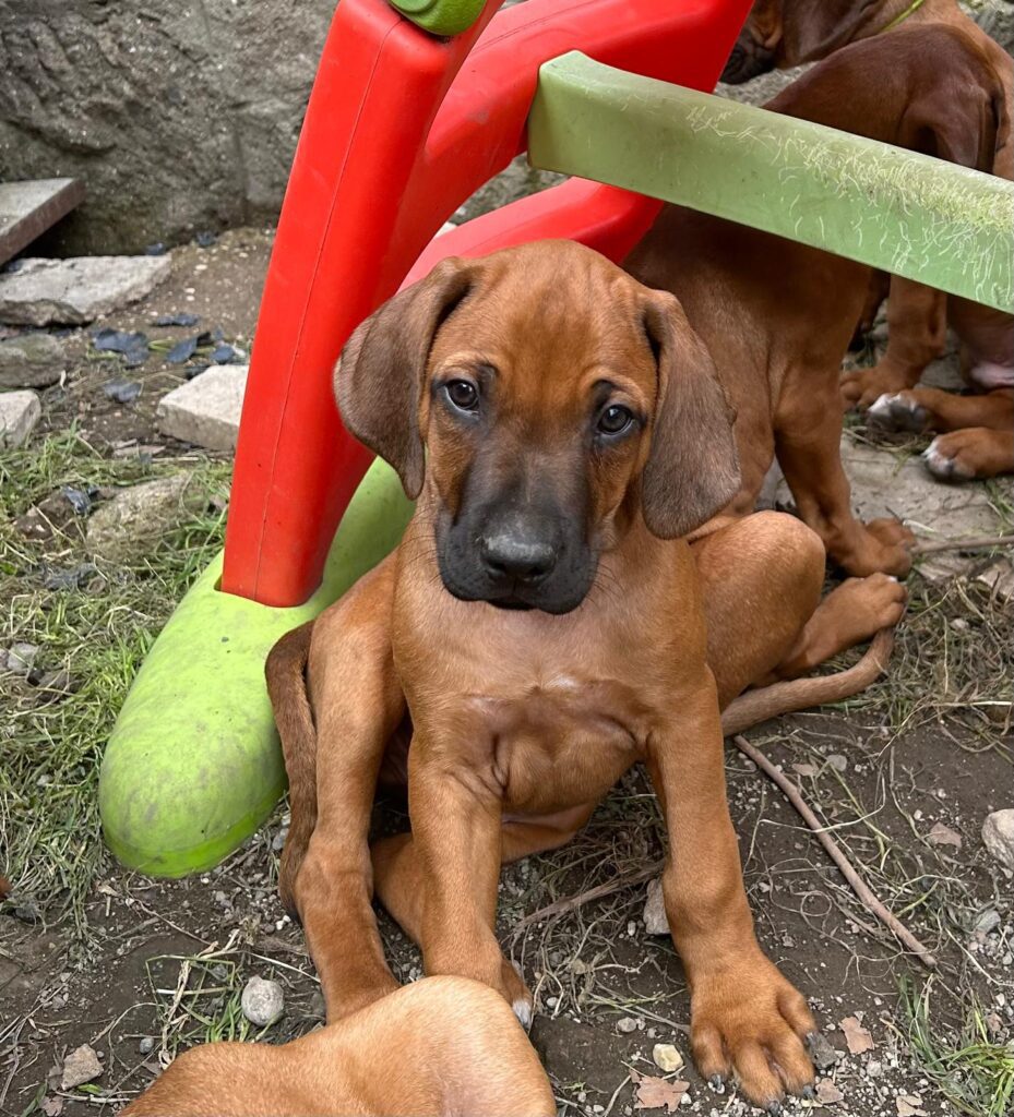 RHODESIAN RIDGEBACK CUCCIOLI DISPONIBILI ROMA