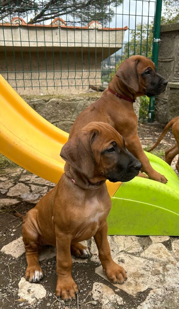 RHODESIAN RIDGEBACK CUCCIOLI DISPONIBILI ROMA