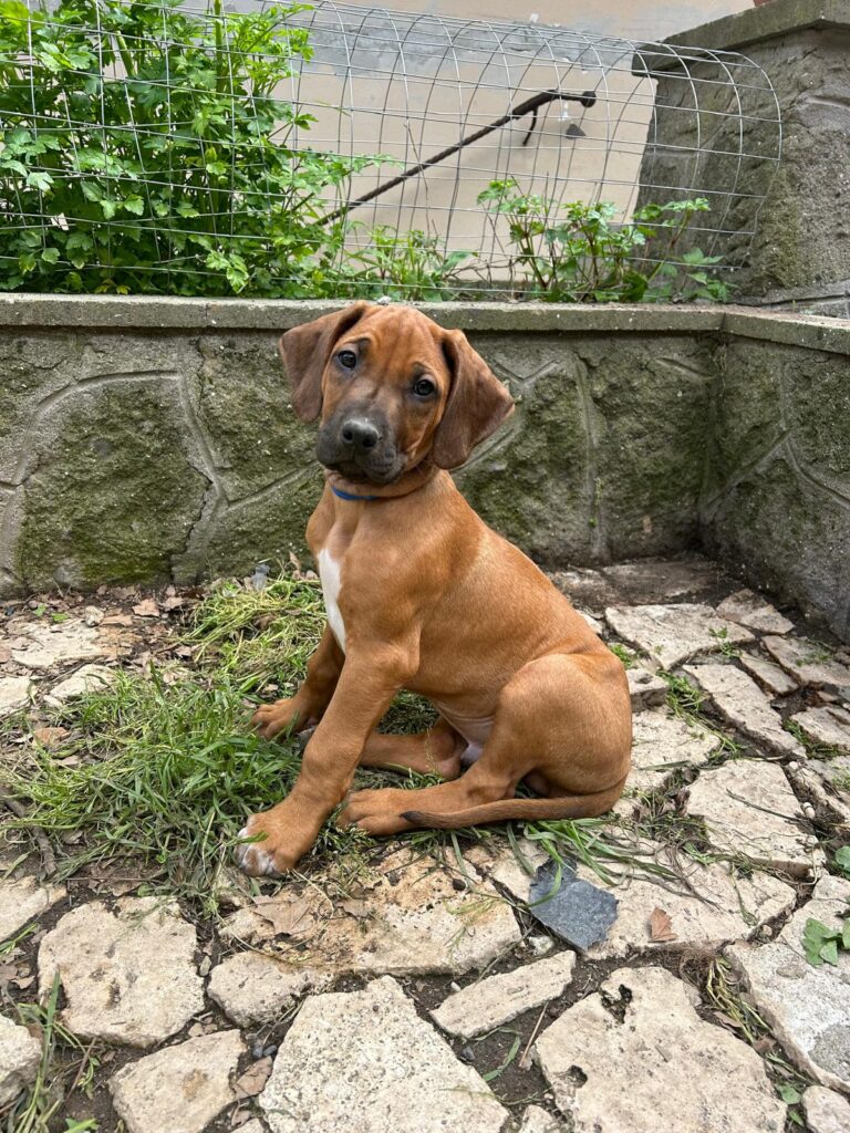 RHODESIAN RIDGEBACK CUCCIOLI DISPONIBILI ROMA
