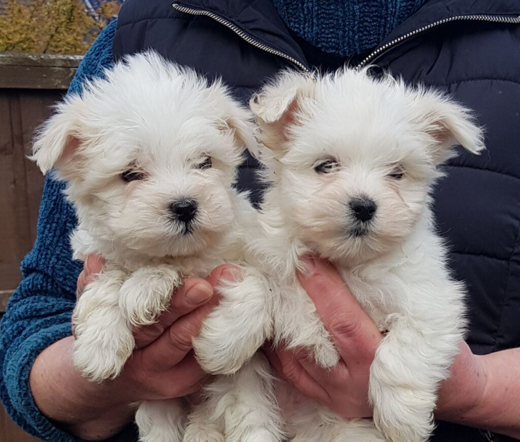 CUCCIOLI DI Maltese ALLEVATI CON AMORE per adozione