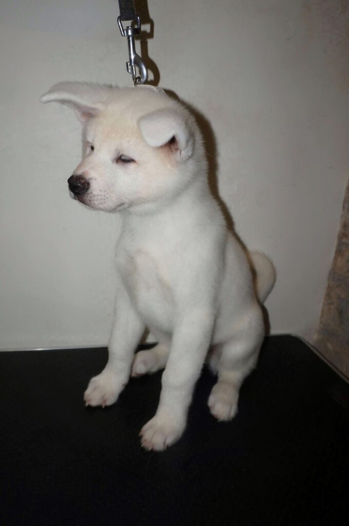Cuccioli Akita Inu bianchi Pedigree Enci