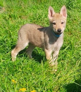 Cuccioli di cane lupo cecoslovacco