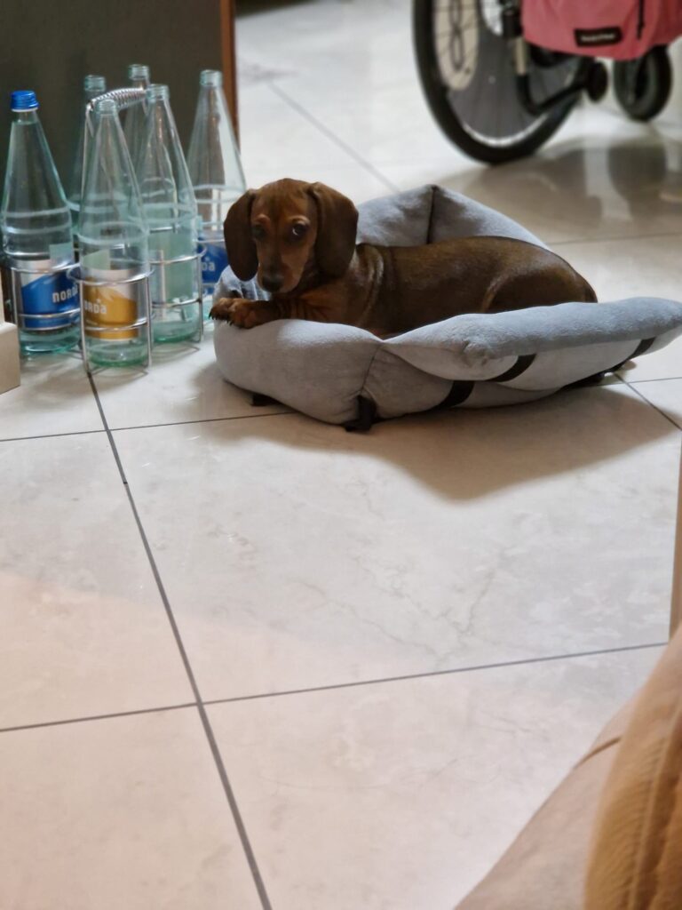 BASSOTTI TEDESCHI PELO CORTO