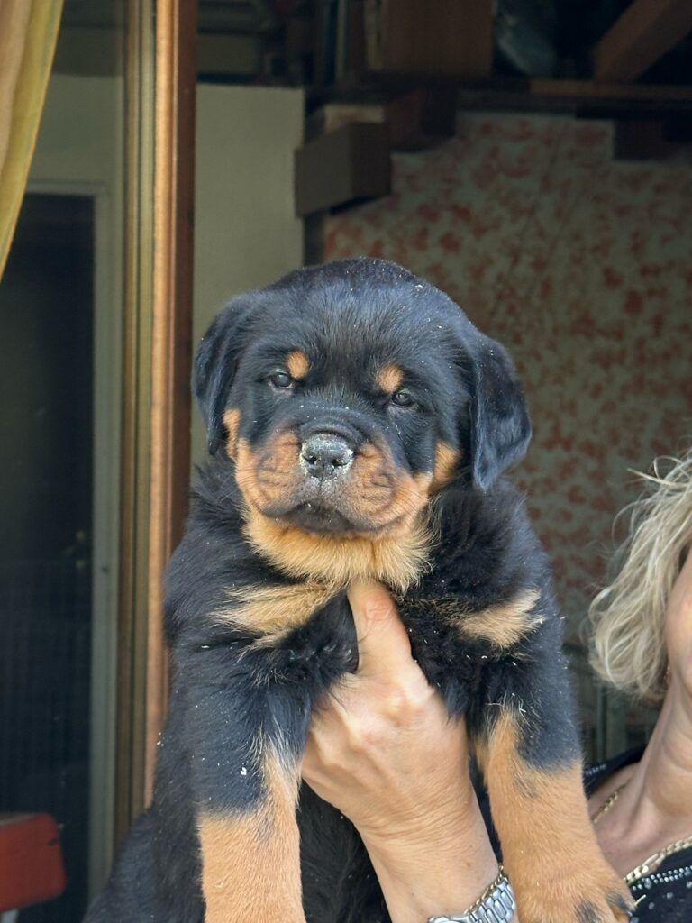 ROTTWEILER