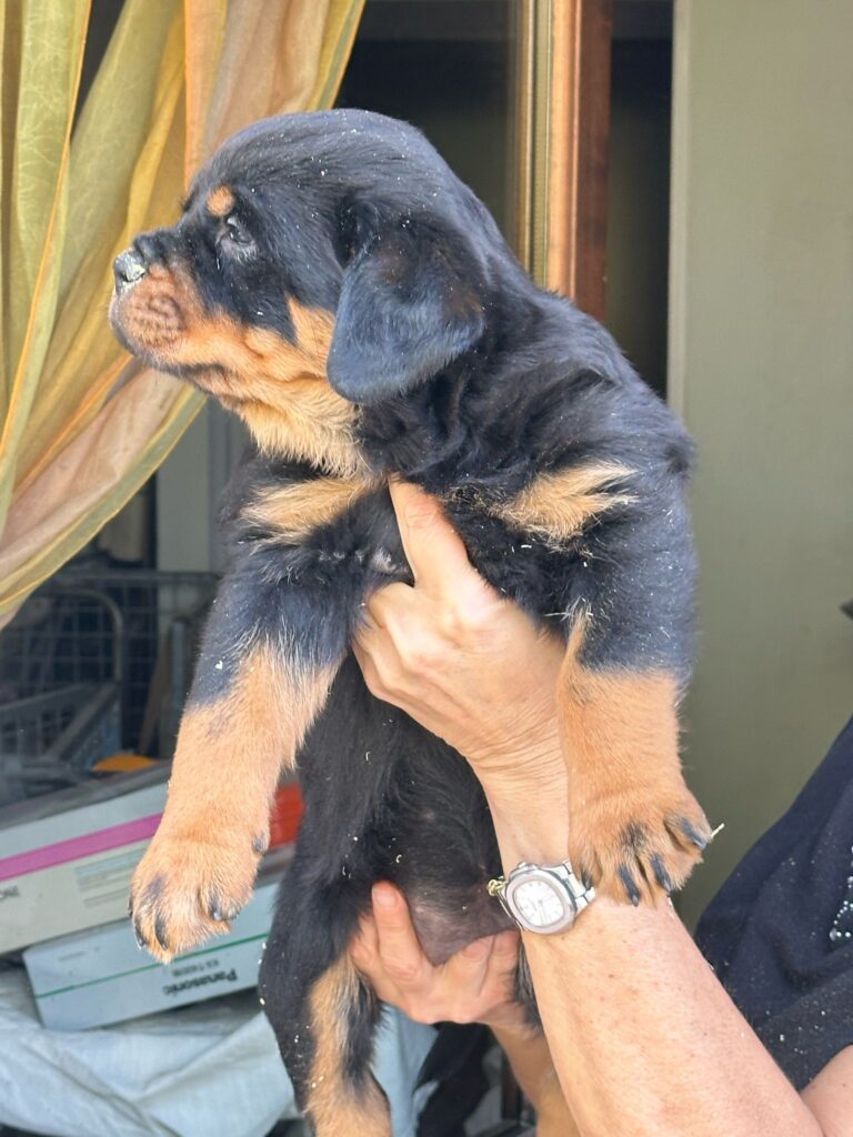 ROTTWEILER