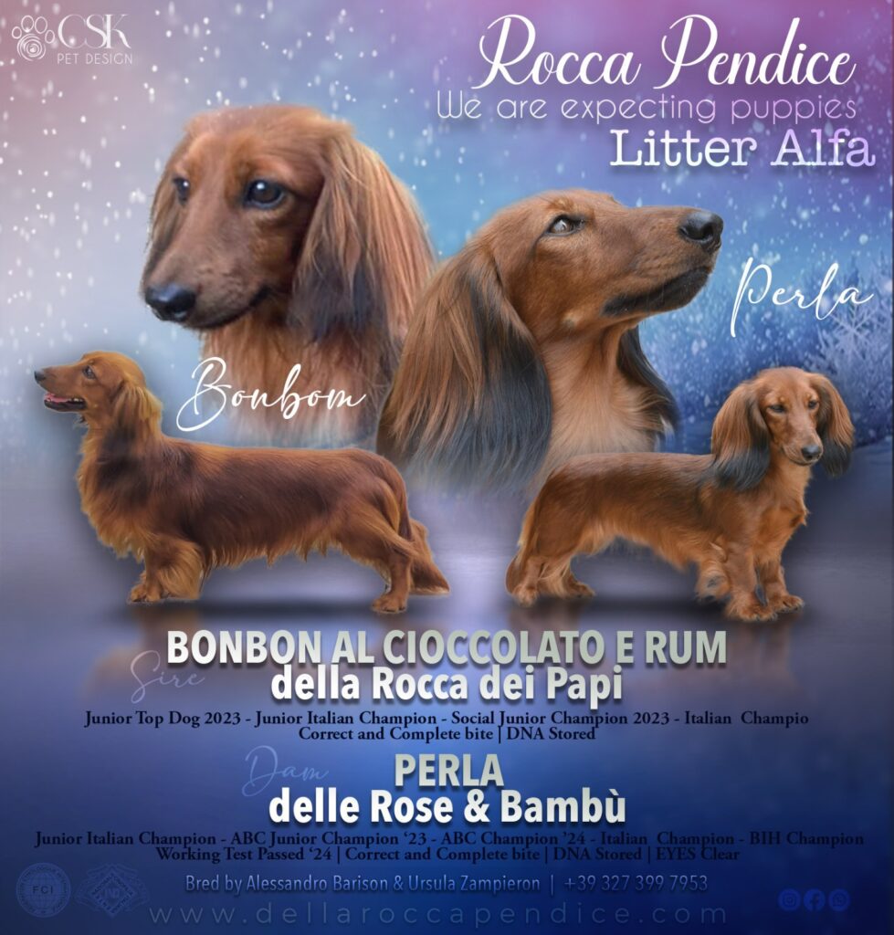 Cucciolo Bassotto nano a pelo lungo disponibile