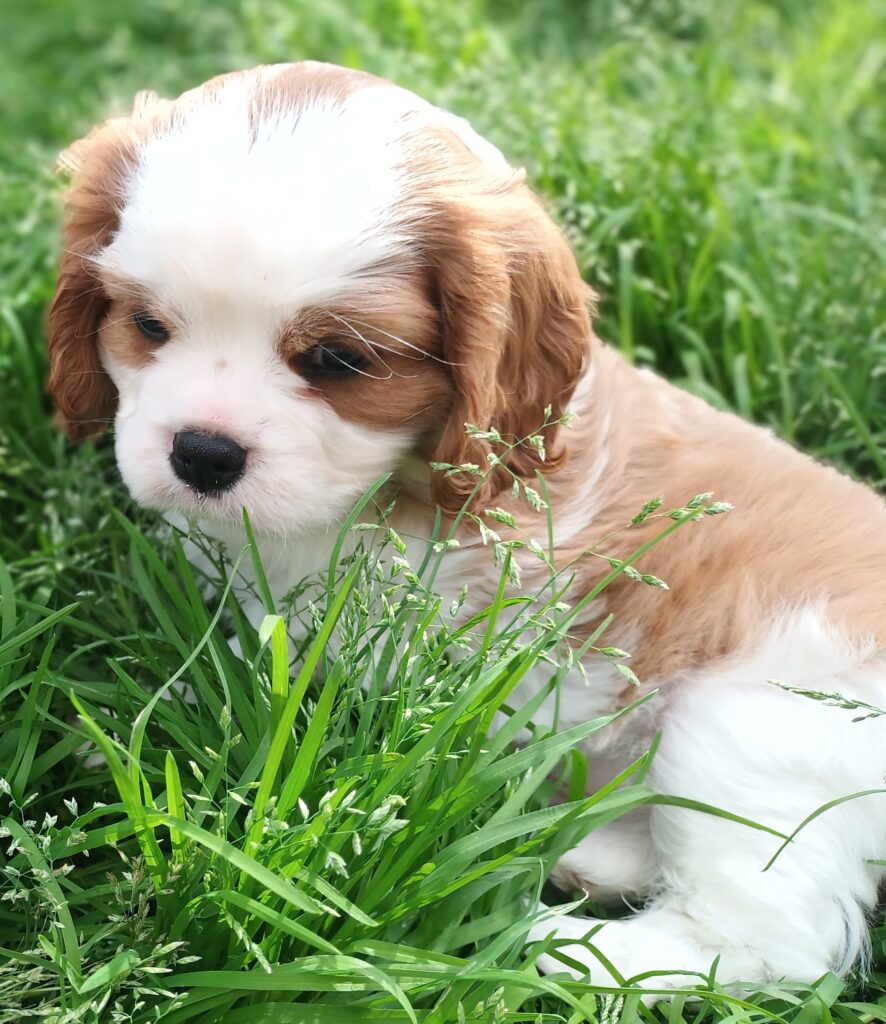 Splendidi cuccioli di Cavalier King BlenHeim