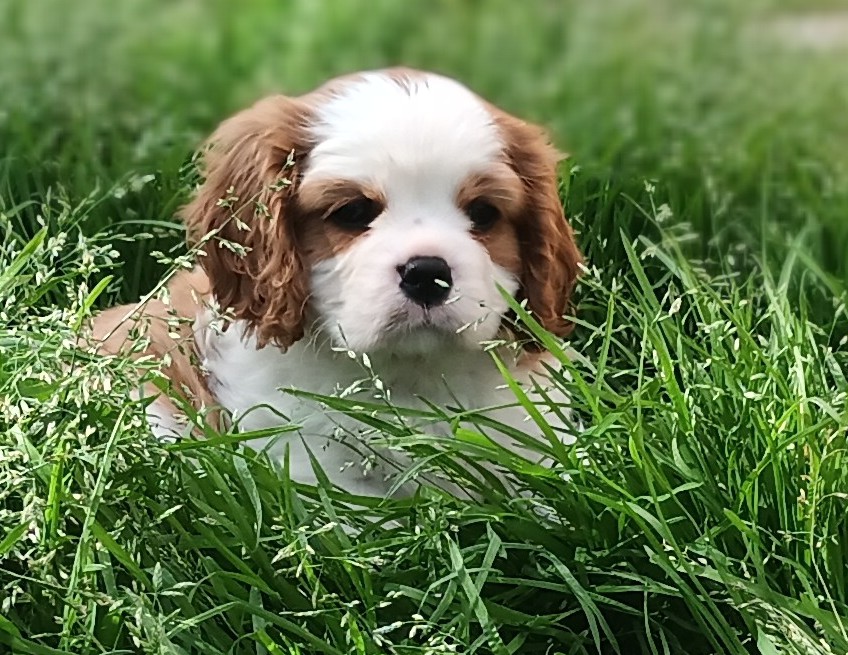 Splendidi cuccioli di Cavalier King BlenHeim