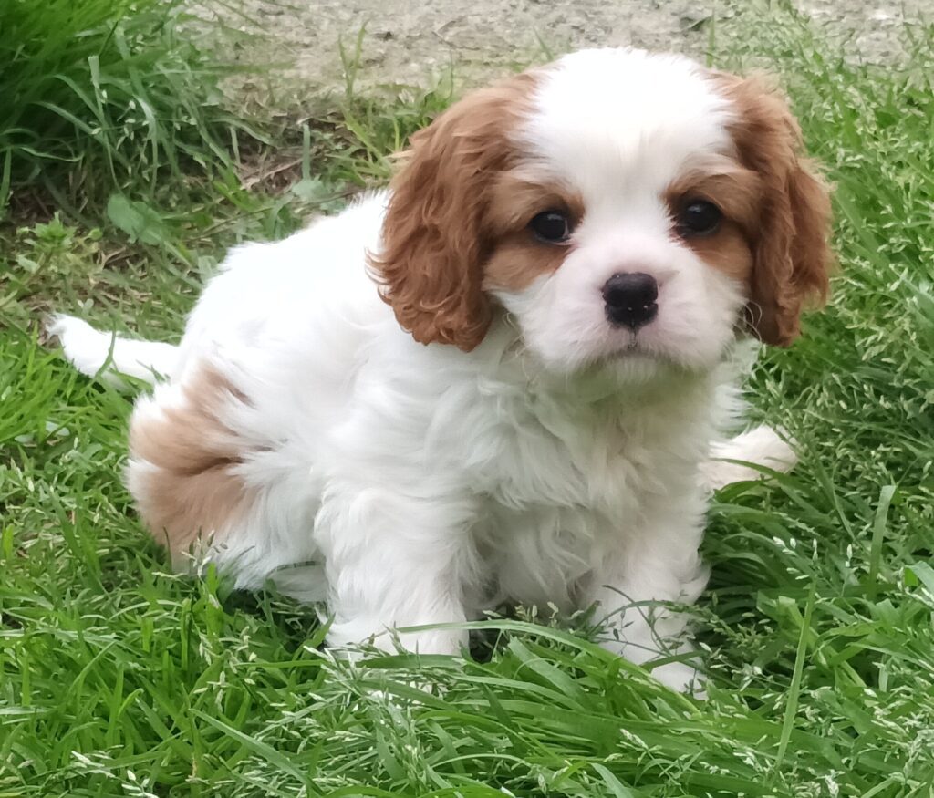 Splendidi cuccioli di Cavalier King BlenHeim