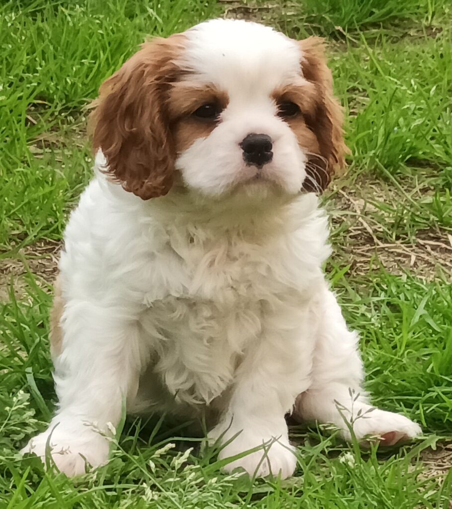 Splendidi cuccioli di Cavalier King BlenHeim