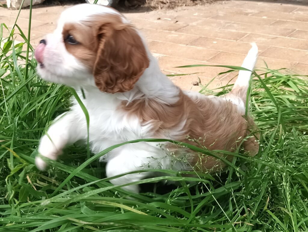 Splendidi cuccioli di Cavalier King BlenHeim
